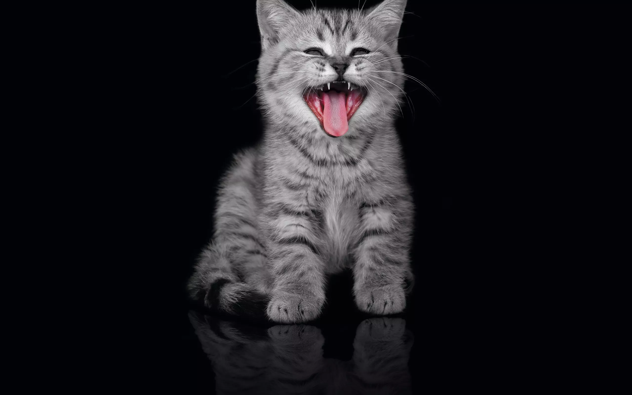 18 Cute Cat Pictures and Cat wallpapers because Cats are ...