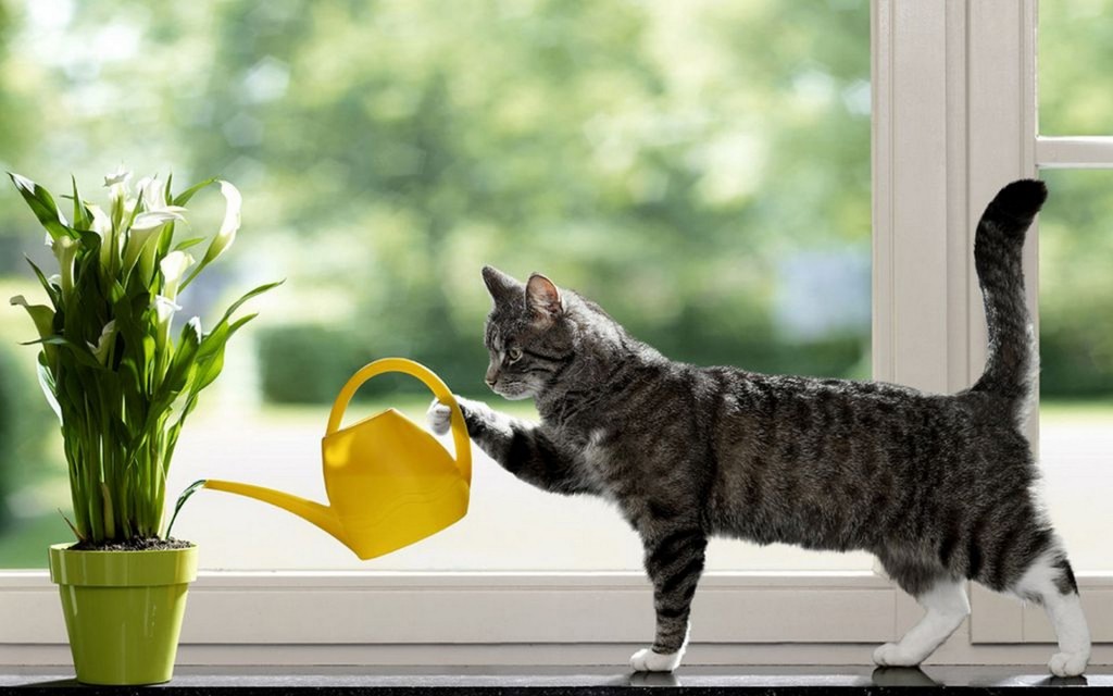 Cute cat images (4) cute cat wallpaers (4)