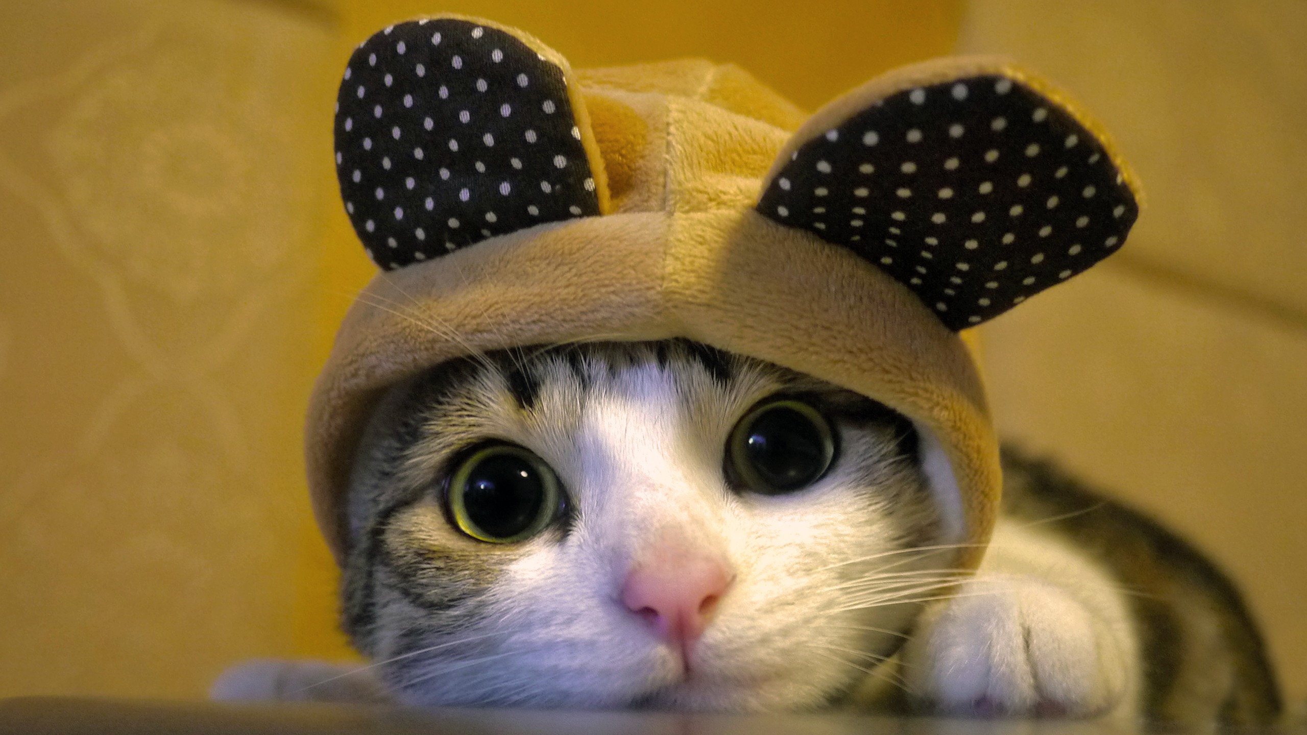 18 Cute Cat Pictures and Cat wallpapers because Cats are cool !