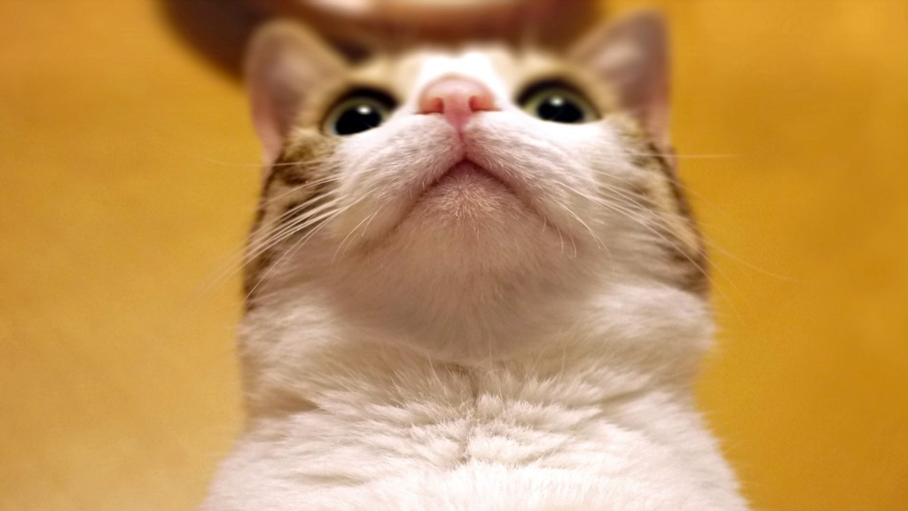 Cute cat images (2) cute cat wallpaers (2)