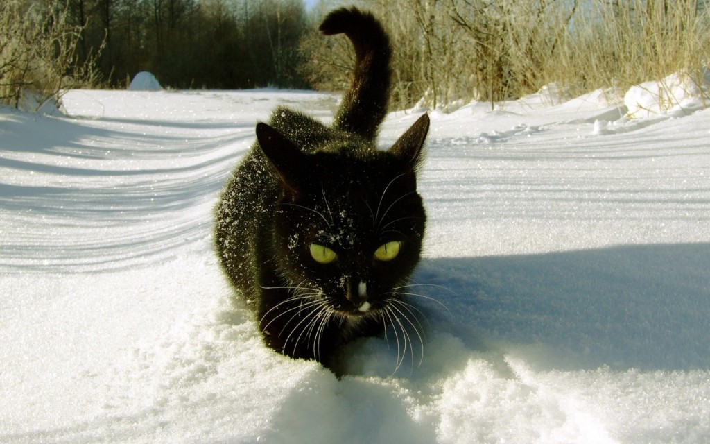 Cute cat images (1) cute cat wallpaers (1)