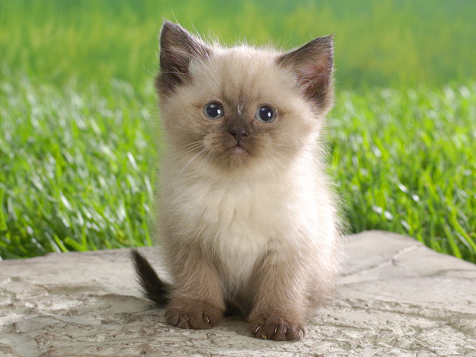 18 Cute Cat Pictures and Cat wallpapers because Cats are 18 Cute Cat Pictures and Cat wallpapers because Cats are