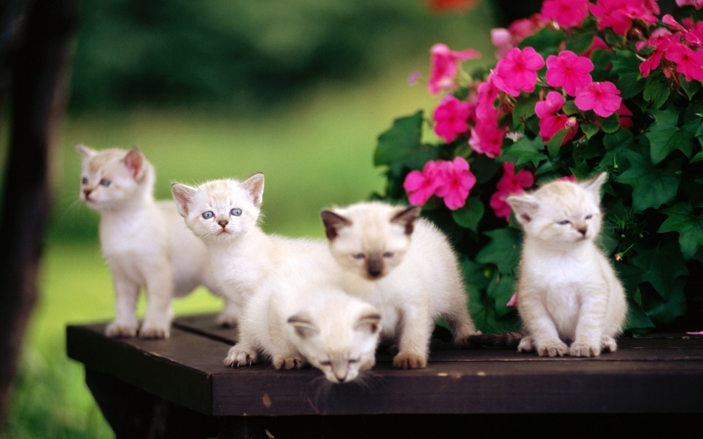 cute cat wallpaers (14)