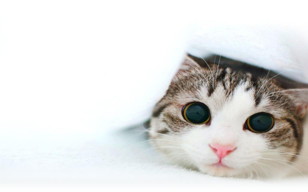 cute cat wallpaers (13)